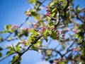 Buds of apple blossoms