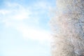 Seasonal nature background on the frozen branches of the birch tree Royalty Free Stock Photo