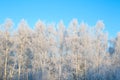 Seasonal nature background on the frozen branches of the birch tree Branches covered with snow Nature winter landscape Royalty Free Stock Photo