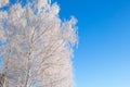 Seasonal nature background on the frozen branches of the birch tree Branches covered with snow Royalty Free Stock Photo