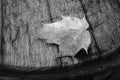 Seasonal Nature Symbol Dry Brown Leaf on Wood Barrel