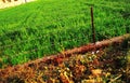 A seasonal panoramic snapshot of some green crops agricultural fields Royalty Free Stock Photo