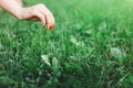 Seasonal planting grass close up. Woman`s hand takes care of the lawn