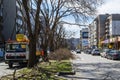 Seasonal pruning of bare trees on the city street. Pile of pruned tree branches stacked on a wide road dividing lane. Springtime