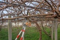 pruning the kiwi trees in my orchard
