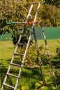 Seasonal pruning trees with pruning shears. Gardener pruning fruit trees with pruning shears. Taking care of garden Royalty Free Stock Photo