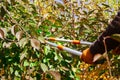 Seasonal pruning trees with pruning shears. Gardener pruning fruit trees with pruning shears. Taking care of garden Royalty Free Stock Photo