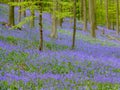 Seasonal purple-blue carpet of flowering bluebells wild hyacinths in spring forest Royalty Free Stock Photo