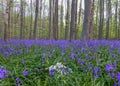 Seasonal purple-blue carpet of flowering bluebells wild hyacinths in spring forest Royalty Free Stock Photo