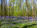 Seasonal purple-blue carpet of flowering bluebells wild hyacinths in spring forest Royalty Free Stock Photo