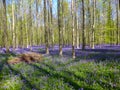 Seasonal purple-blue carpet of flowering bluebells wild hyacinths in spring forest Royalty Free Stock Photo