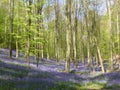 Seasonal purple-blue carpet of flowering bluebells wild hyacinths in spring forest Royalty Free Stock Photo