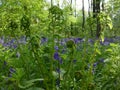 Seasonal purple-blue carpet of flowering bluebells wild hyacinths in spring forest Royalty Free Stock Photo