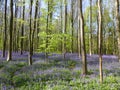 Seasonal purple-blue carpet of flowering bluebells wild hyacinths in spring forest Royalty Free Stock Photo