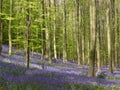 Seasonal purple-blue carpet of flowering bluebells wild hyacinths in spring forest Royalty Free Stock Photo