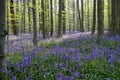 Seasonal purple-blue carpet of flowering bluebells wild hyacinths in spring forest Royalty Free Stock Photo