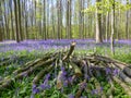 Seasonal purple-blue carpet of flowering bluebells wild hyacinths in spring forest Royalty Free Stock Photo