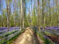 Seasonal purple-blue carpet of flowering bluebells wild hyacinths in spring forest Royalty Free Stock Photo