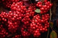 Seasonal Red berries branch viburnum fall. Generate Ai