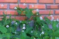 Seasonal small white grass flowers against beautiful colored brick wall background Royalty Free Stock Photo