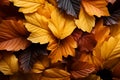 Seasonal splendor autumn leaves background