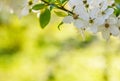 Seasonal spring flowers trees background Royalty Free Stock Photo