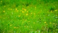Seasonal spring garden with fresh green grass and dandelions Royalty Free Stock Photo