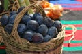 Seasonal still life with a pile of fresh plums in a wicker basket, outdoor shot Royalty Free Stock Photo