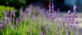 Seasonal summer colorful lavander flowers