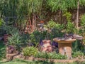 Seasonal summer garden on the Highveld in South Africa