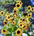 Sunflowers, Mount Hood, Oregon Royalty Free Stock Photo