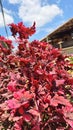 Seasonal tiny red leaf in the garden Royalty Free Stock Photo