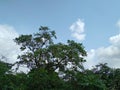 Seasonal tropical fruit hog plum. Hog plum also known as June plum. Green Hog plum tree on blue sky isolated background