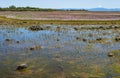 Seasonal Vernal Pool on a Plateau in Oregon Royalty Free Stock Photo