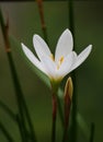 Seasonal white rain Lily Flower Royalty Free Stock Photo