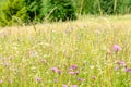 Seasonal wildflowers landscape in summer forest