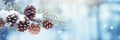 Seasonal winter Christmas bow background. Fir tree and pinecones in the sparkling snow. Outdoor icy frozen spruce pine branch.
