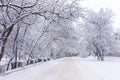 Seasonal, winter theme: snow covered street, trees and road Royalty Free Stock Photo