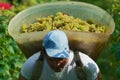 Seasonal worker carries harvested grapes at a vineyard in Fechy, Switzerland.