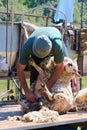 Seasonal worker shearing sheep in Highlands