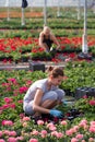 Seasonal workers in a greenhouse