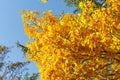 Seasonal Yellow And Green Autum Trees - Blue Sky In Background - Angled View From Bottom To The Top Royalty Free Stock Photo