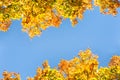 Seasonal Yellow And Green Autum Trees - Blue Sky In Background - Angled View From Bottom To The Top Royalty Free Stock Photo