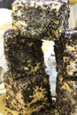 Seasoned cheese coated with grape pomace