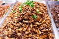 Seasoned Fried Insects Street food is very popular in Thailand. Royalty Free Stock Photo