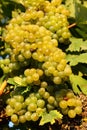 Seasoned grapes in the vineyard Royalty Free Stock Photo