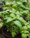 Seasoning plant Genoese Basil Basilicum Genovese in a pot