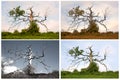 Seasons of a Dying Tree Royalty Free Stock Photo