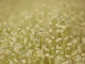 Seasons of flowers, Small white flowers in the meadow and ladybug on a flower, the flower of eriocaulon cinereum pipewort Royalty Free Stock Photo