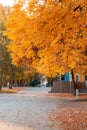 Seasons, golden autumn in the city, trees on the alley in the park with yellow orange autumn foliage in October near the walking p Royalty Free Stock Photo